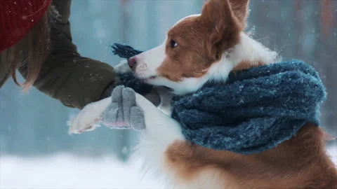 Christmas Day - Happy cute border collie dog portrait wearing scarf in snowy Stock Footage 254521353