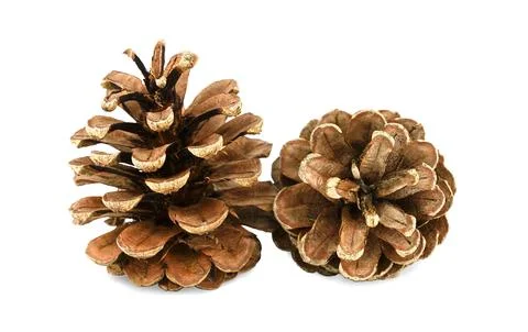 Christmas decor. Two pine cones isolated on white background. Foto stock