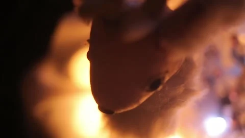 Christmas Decoration 5 Video stock 308736718