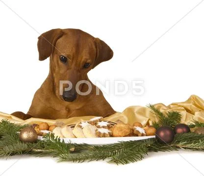 Christmas decoration in danger Stock Photos