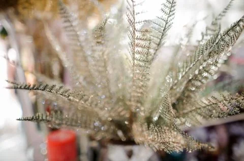Christmas decoration elements consisting of glittering silver leafs Stock Photos