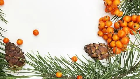 Christmas decoration. New Year's background. Fir twigs and cones with rowan.. Stock Photos