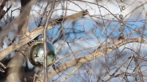 Christmas decoration in tree with rack focus to river in background Stock Footage 59695904