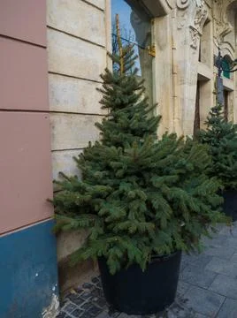 Christmas decoration with two fir trees Stock Photos