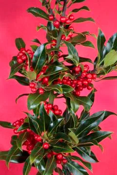 Christmas decorations holly plant with red berries Stock Photos