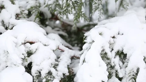 Christmas decorations in a snowy tree Stock Footage 69714309