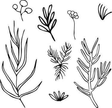 Christmas design elements spruce branch. Christmas tree. Hand drawn decor. Ve Stock Illustration