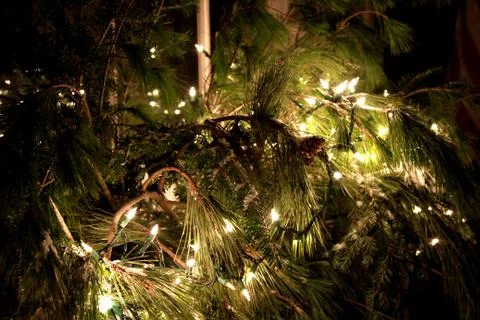Christmas Display Pine Fotos Stock