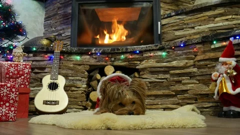 Christmas dog Stock Footage 99490402