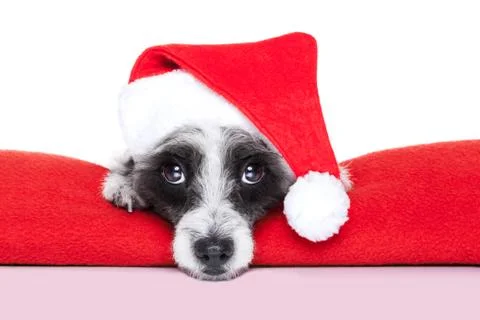 Christmas dog Stock Illustration