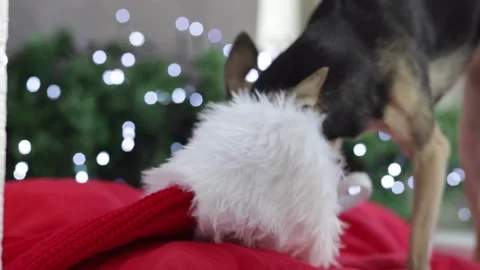 Christmas dog looking for present in sock Stock Footage 163153603