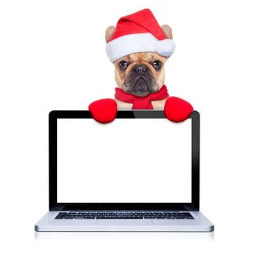 Christmas dog Stock-Fotos