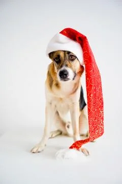 Christmas with a dog Stock Photos