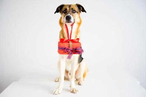 Christmas with a dog Stock Photos