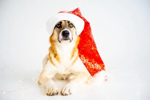 Christmas with a dog Stock Photos