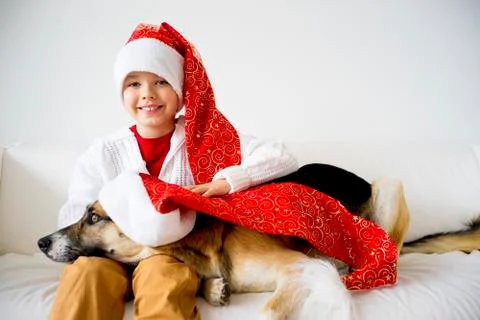 Christmas with a dog Stock Photos