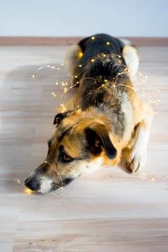 Christmas with a dog Stock Photos