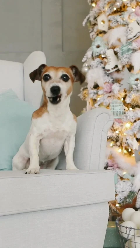 Christmas dog on sofa cute Vídeo Stock 282185559