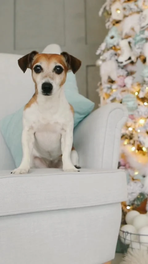 Christmas dog on sofa Vídeo Stock 282185597