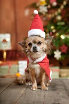 Christmas dog with stocking cap Stock Photos