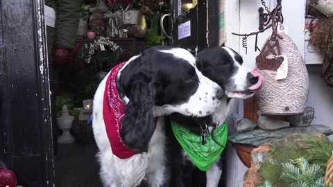 Christmas Dogs Stock Footage 70336535