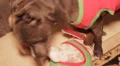 Christmas dogs playing HD Footage