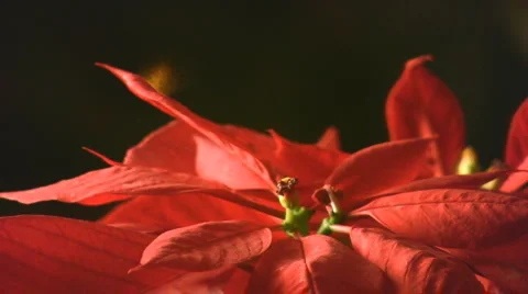 Christmas flower Stock-Footage 3677873