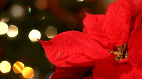 Christmas flower Video stock 10574851