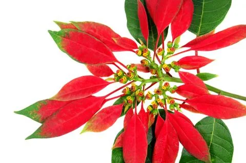 Christmas flower Stock Photos