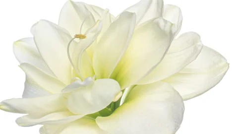 Christmas flower on white background. Video stock 159202944