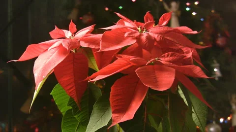 Christmas flowers Stock-Footage 3677976