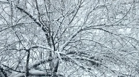 Christmas Stock Footage 10769474