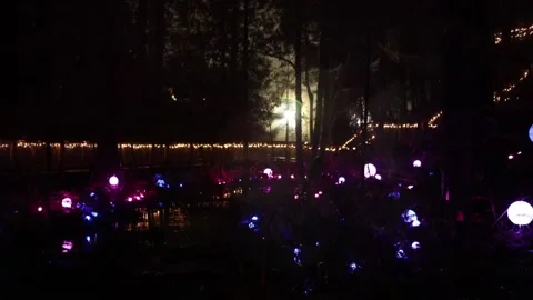 Christmas in the forest Stock Footage 167134636