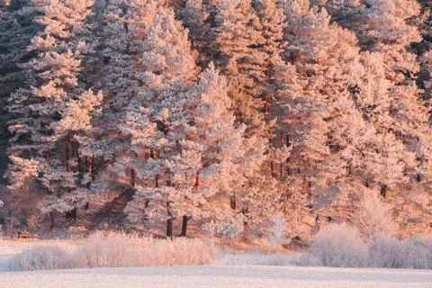 Christmas forest Foto stock