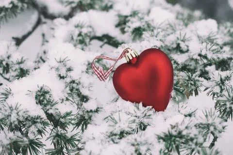 Christmas in forest Stock Photos