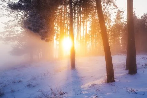 Christmas forest Stock Photos