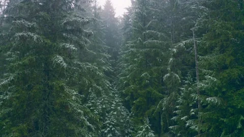 Christmas forest slow motion camera, spruce covered with snow. Fabulous Stock Footage 147155459