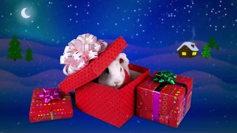Christmas gift box surprise, white rabbit opening present box Stock Footage 70199018