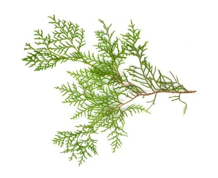 Christmas green framework isolated on white background Stock Photos