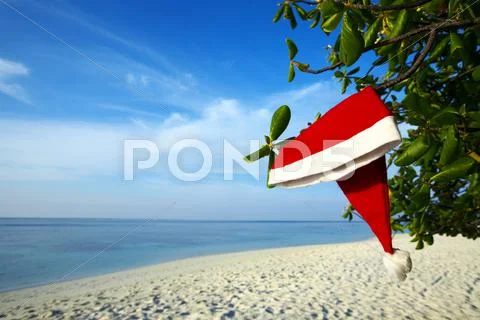 Christmas hat hang on a branch tropical tree. Stock Photos