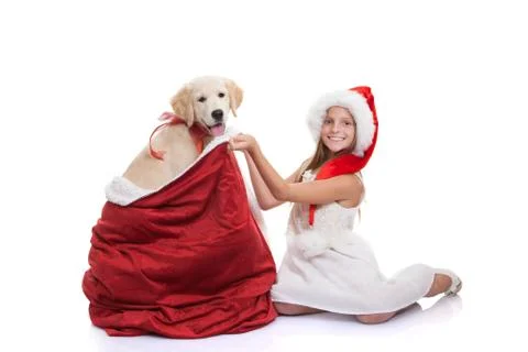 Christmas holiday pet dog gift Stock Photos