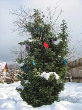 Christmas Juniper Decor Stock Photos