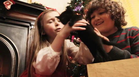 Christmas Kitten Stock Footage 29155382
