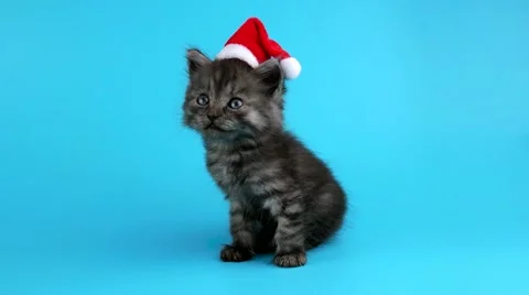 Christmas kitten meows Stock Footage 67658113