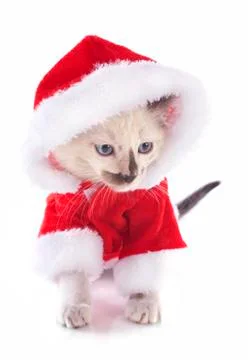 Christmas kitten Stock Photos