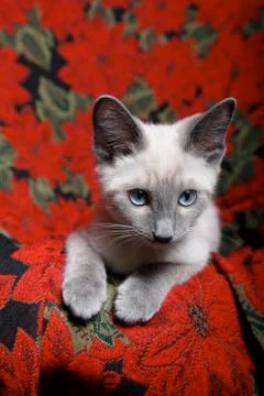 Christmas kitten Stock Photos