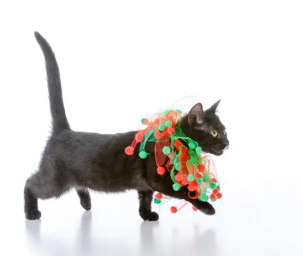 Christmas kitten Stock Photos