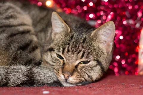 Christmas kitten with red christmas light decoration Stock Photos