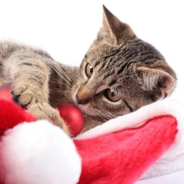 Christmas kitty Stock Photos