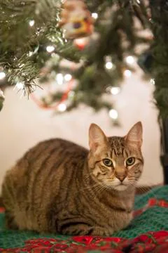 Christmas Kitty Stock Photos